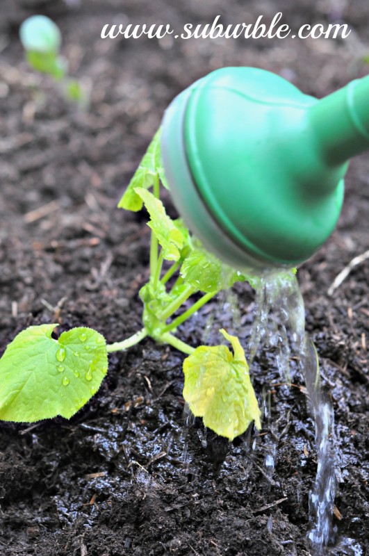 Gardening Update 5 - Suburble