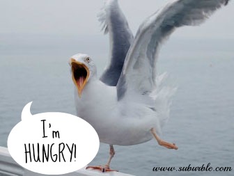Seagulls are like children - Suburble