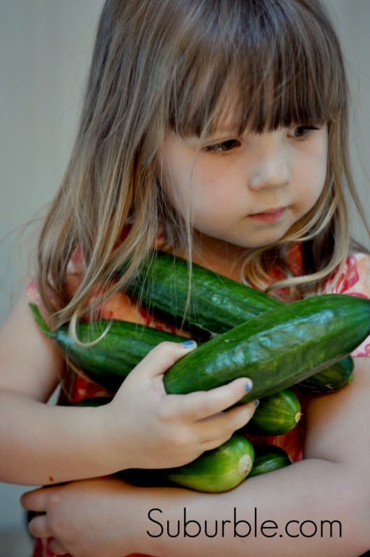 Cucumber Harvest 2 - Suburble