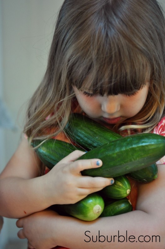 Cucumber Harvest - Suburble