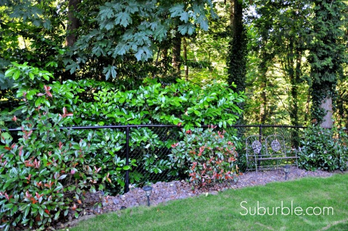 Evolution of a Backyard  4 - Suburble