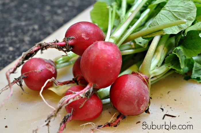 Radish Chips - Suburble