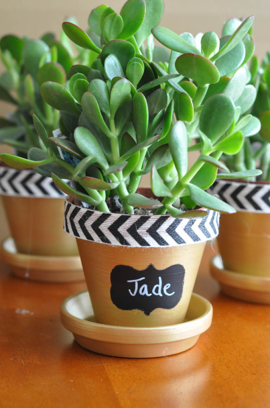 Jade Plant with Chalkboard Label - Suburble.com (1 of 1)