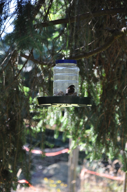 Bird on the Feeder