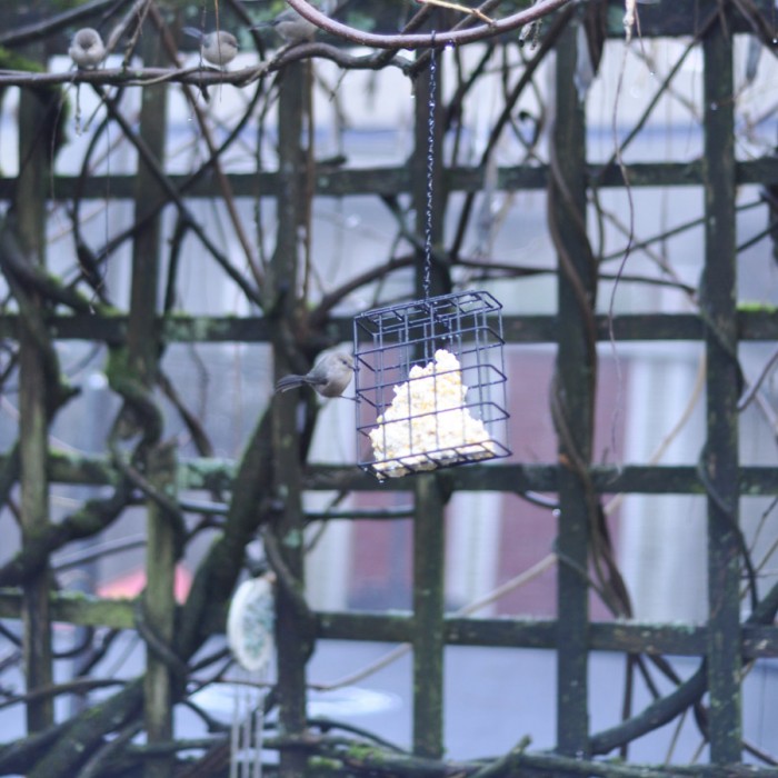 Learning to Feed the Birds-2