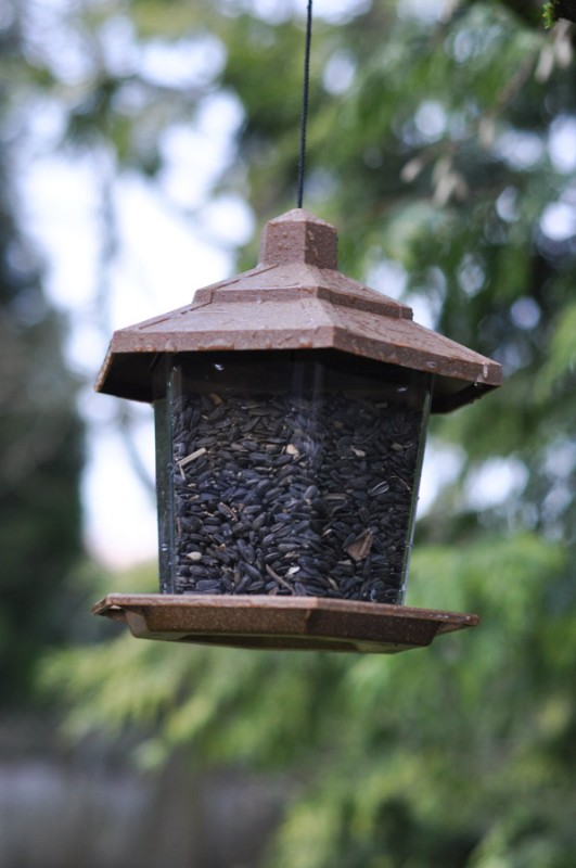 Learning to Feed the Birds-6