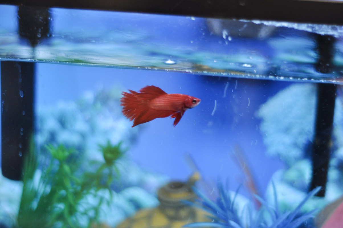 Setting up and taking care of your betta-1