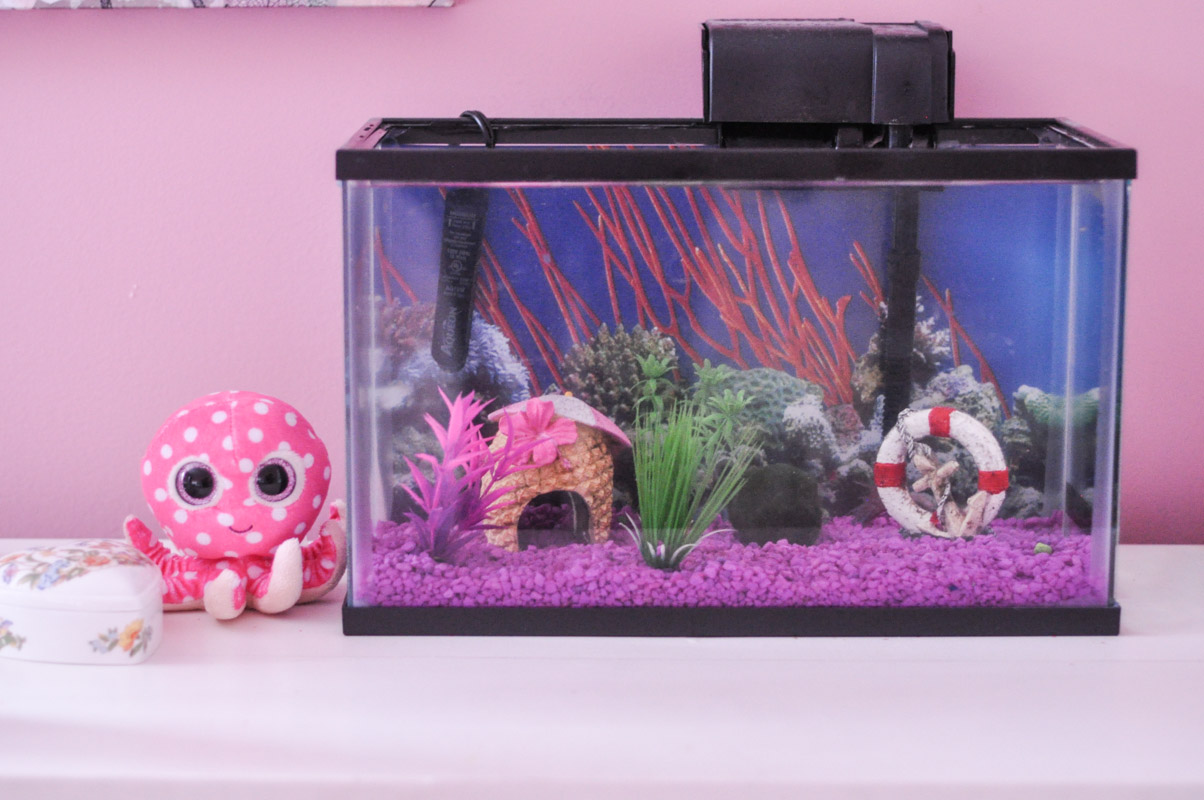 Setting up and taking care of your betta-9