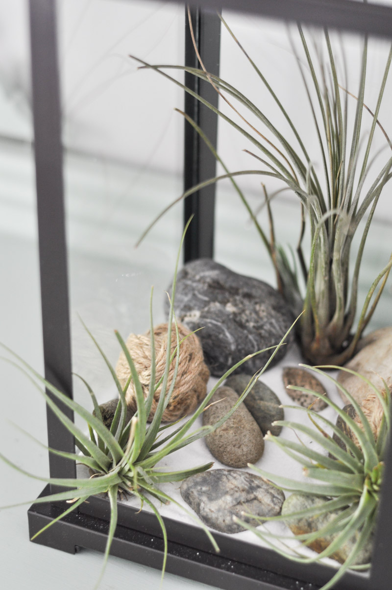 Air Plant Terrarium-11