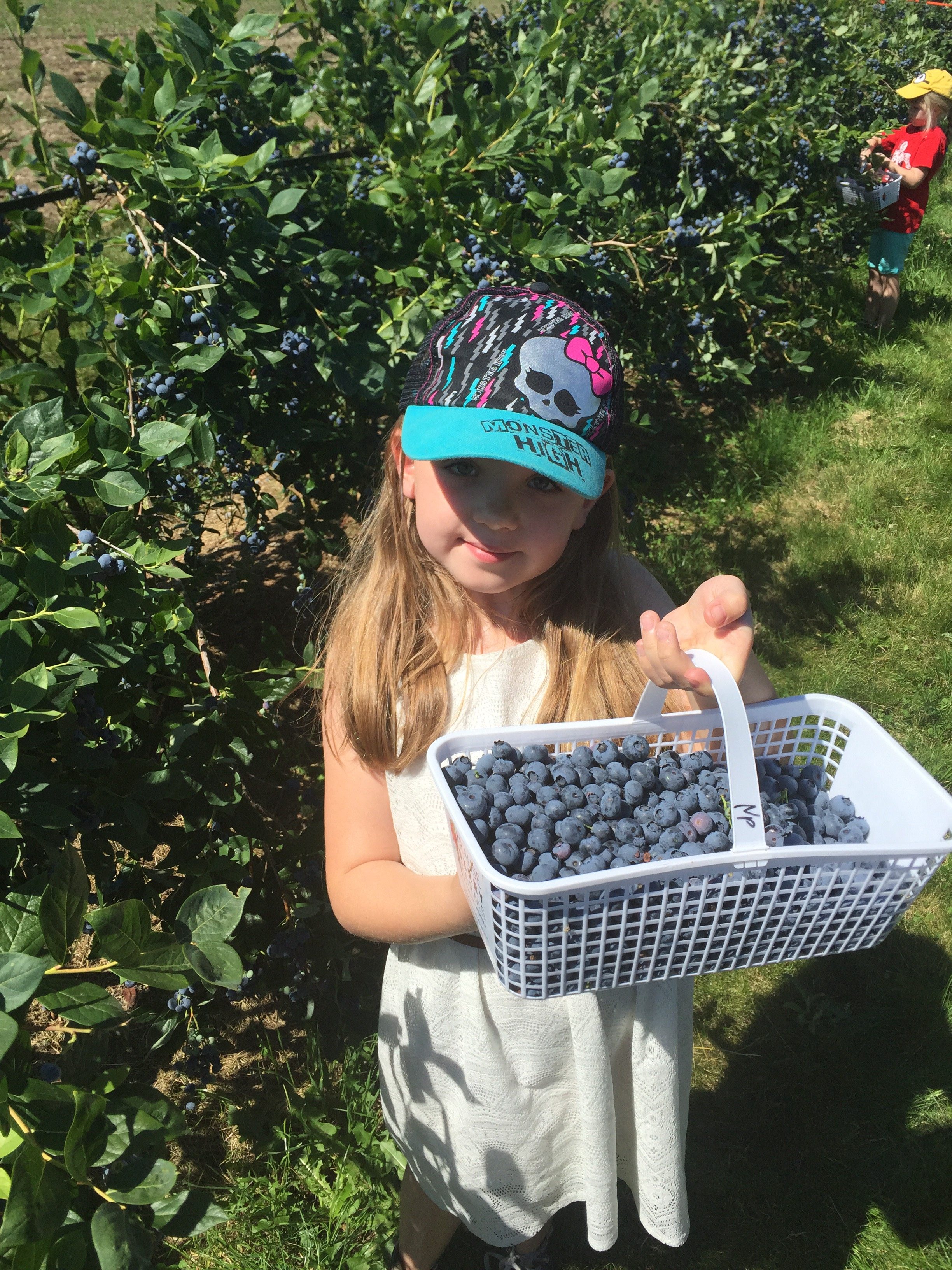 blueberry picking 1
