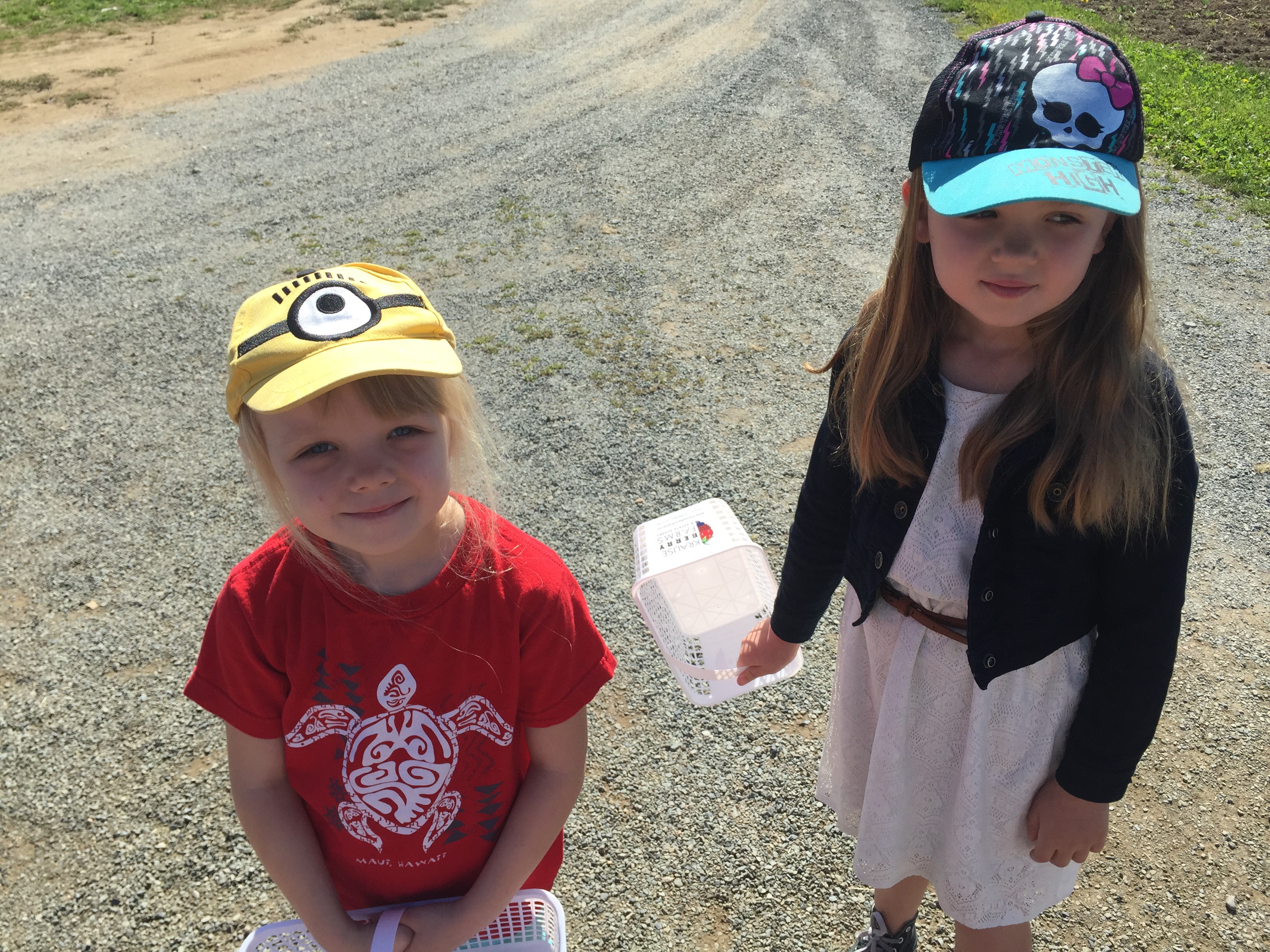 blueberry picking 2