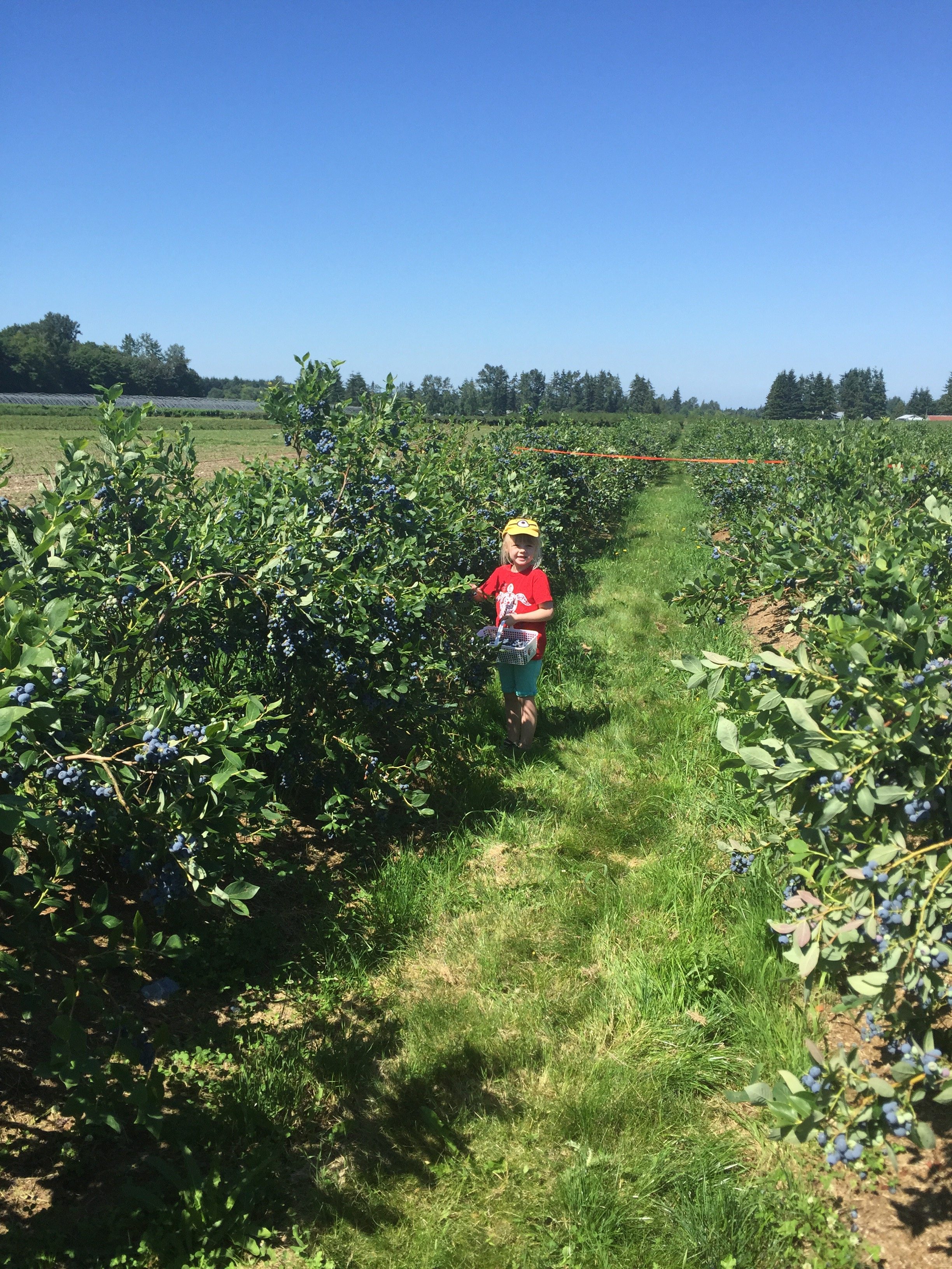 blueberry picking 3