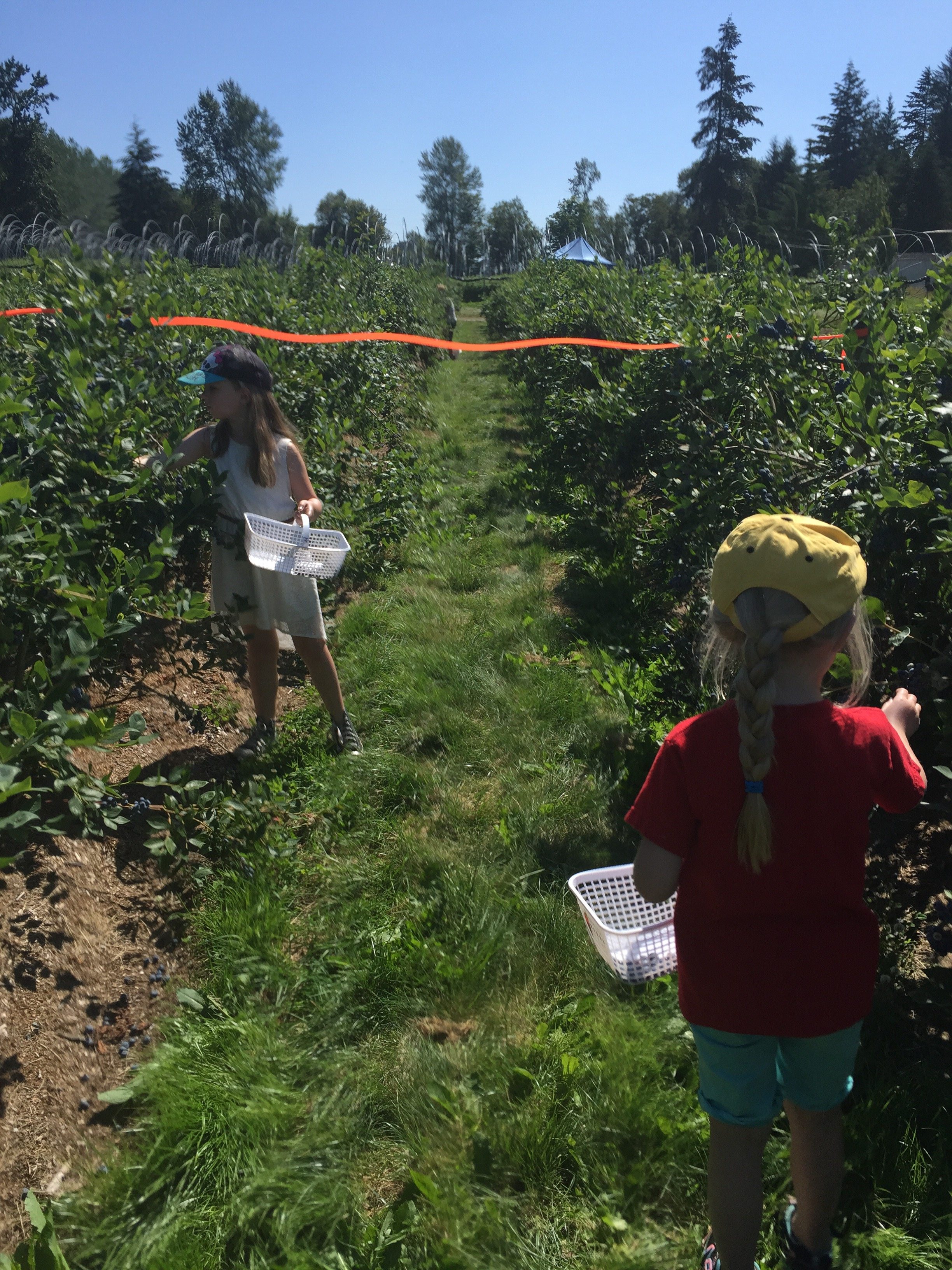 blueberry picking