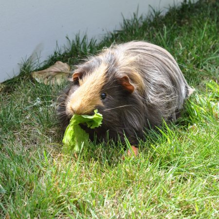 Guinea Pig Trial-1