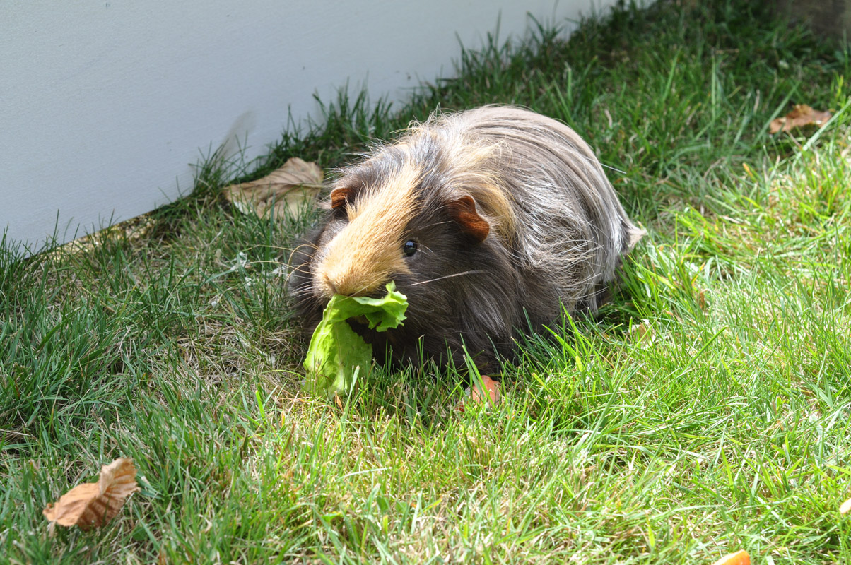 The “Trial Piggy”: Borrowing A Guinea Pig