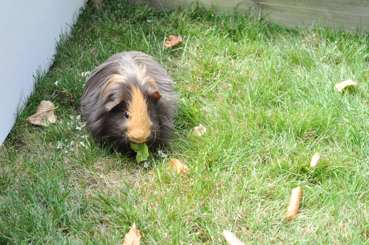 Guinea Pig Trial-2