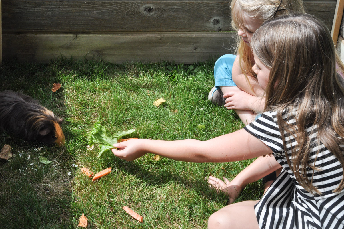 Guinea Pig Trial-5