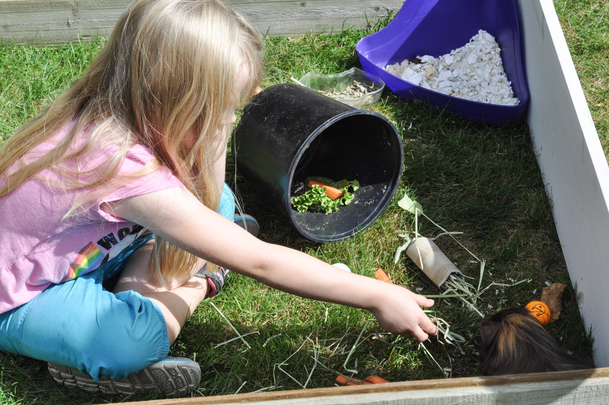 Guinea Pig Trial-6