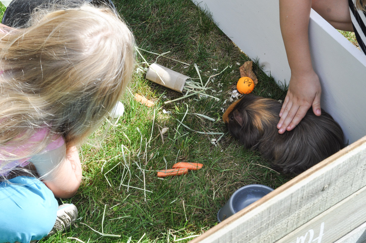 Guinea Pig Trial-7