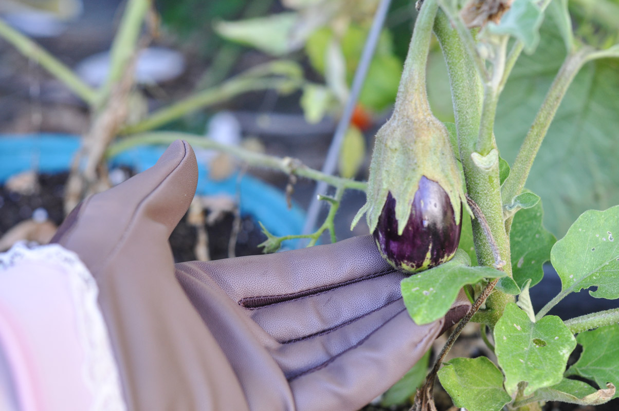 garden-eggplant-1