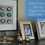 Springtime Is Near: Egg-in-Nest Specimen Art (from the dollar store!)
