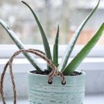 A pretty planter in the window