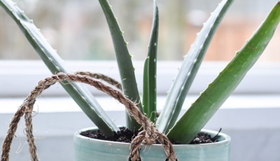 A pretty planter in the window