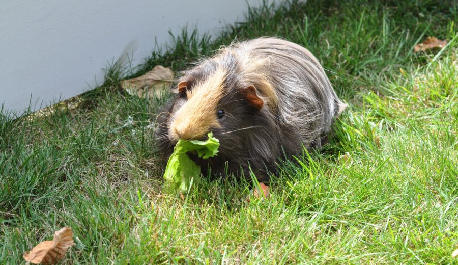 The “Trial Piggy”: Borrowing A Guinea Pig