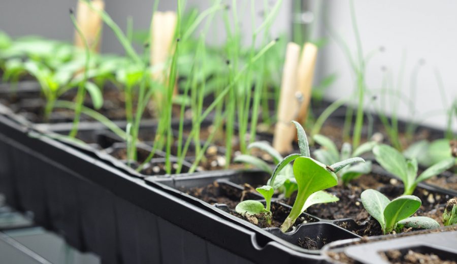 Starting Seeds Indoors: Don’t Forget Your Fan!