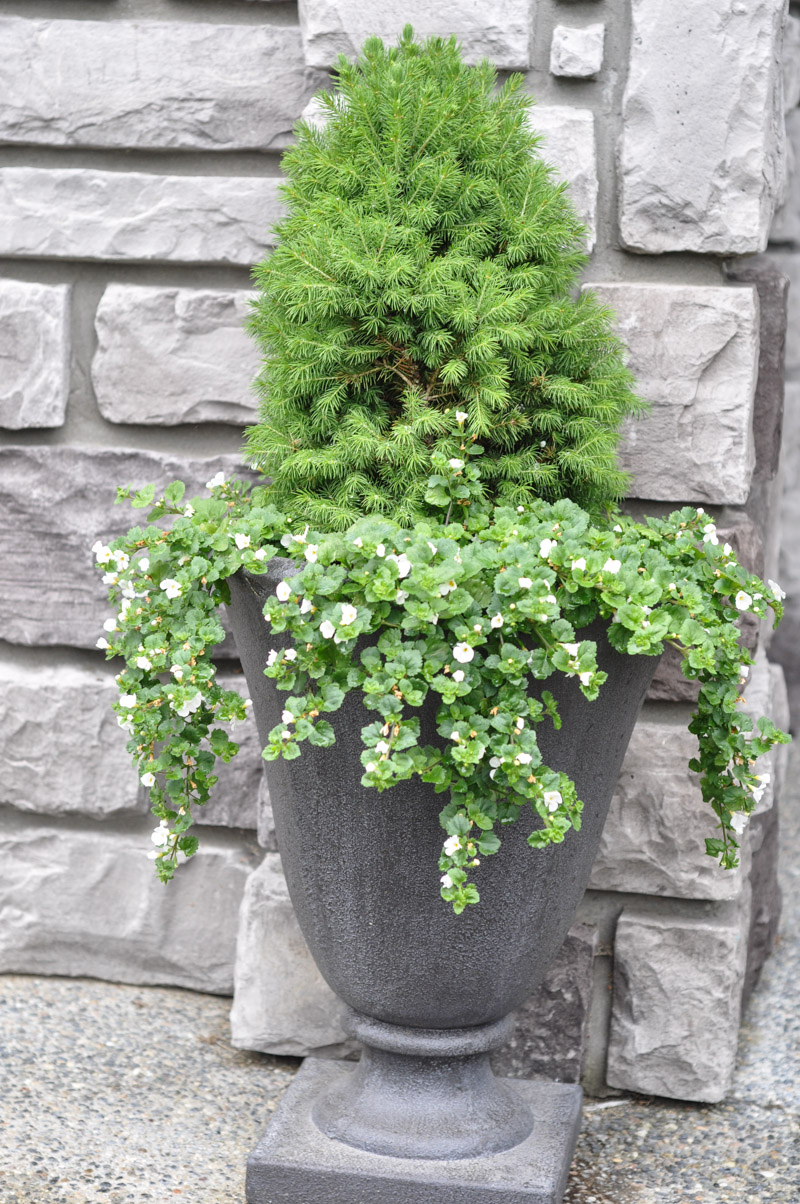 Dwarf Spruce Planter-2