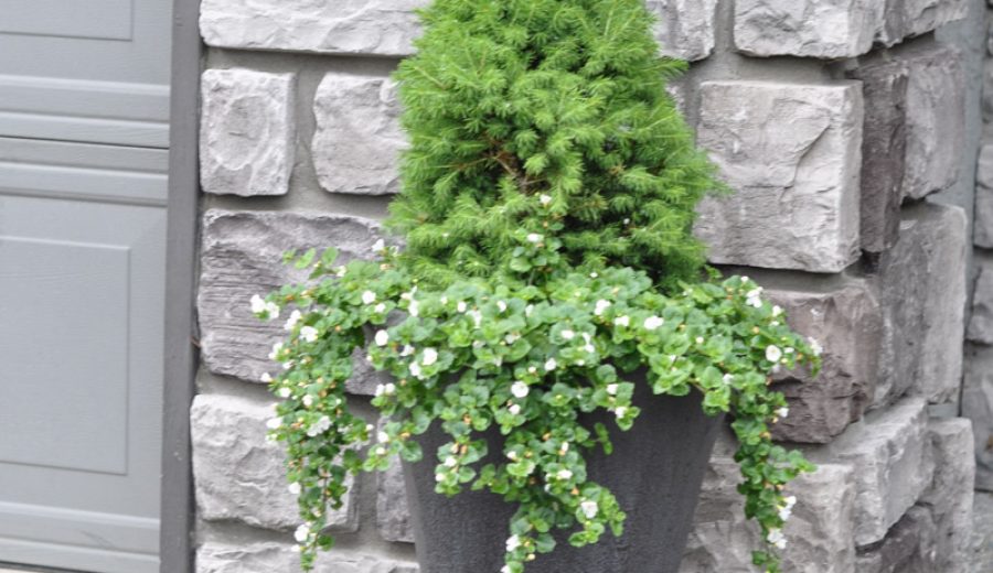 Dwarf Alberta Spruce Planter & A Miracle-Gro Giveaway!