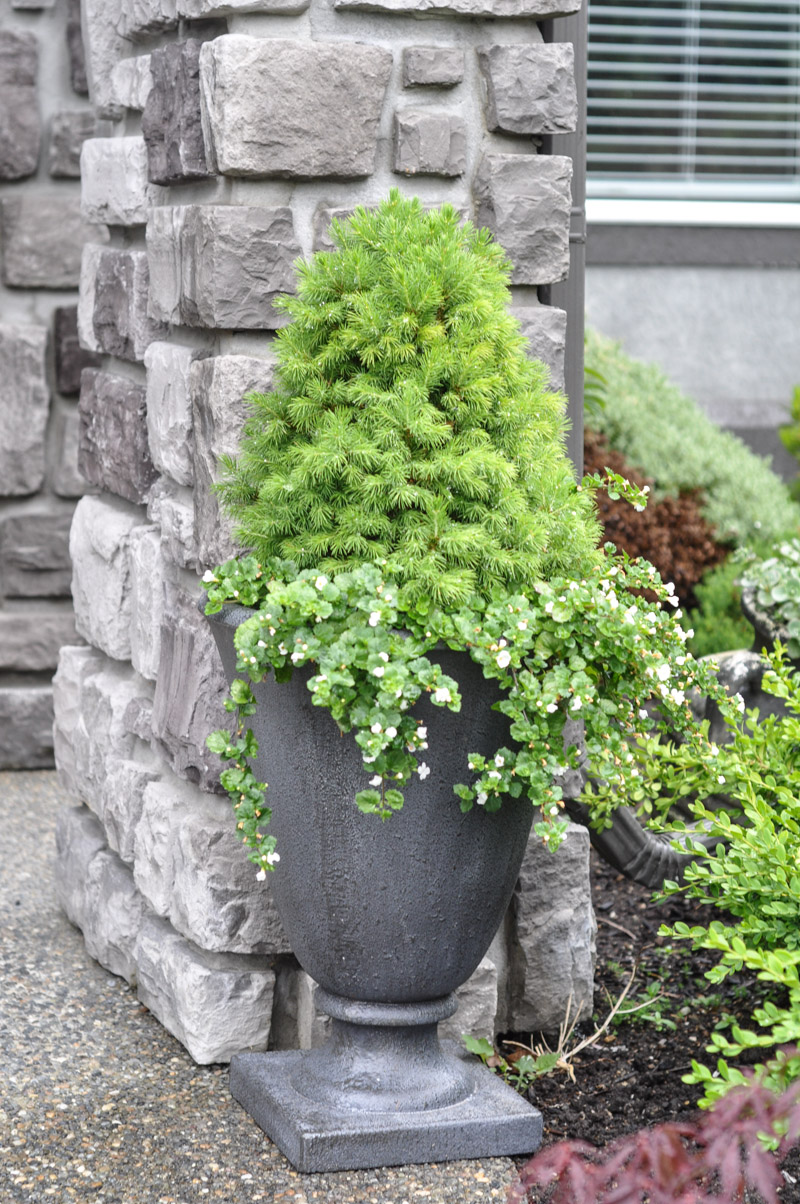 Dwarf Spruce Planter-4