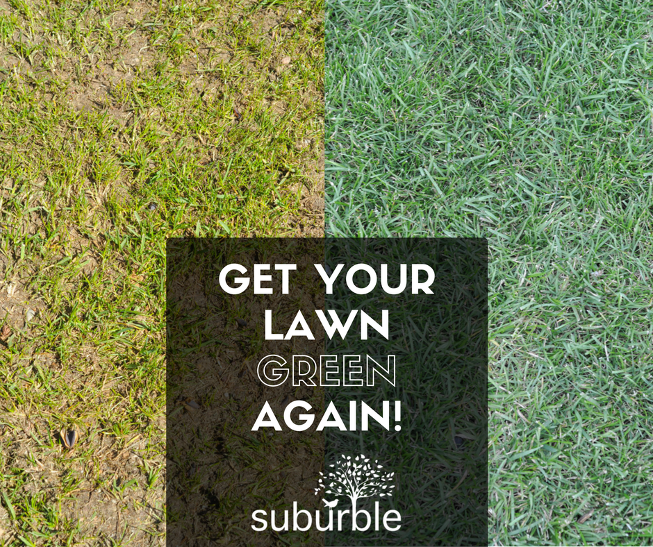 get your lawn green again!