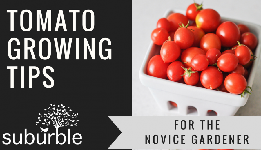 Tomato Growing: What to do and what NOT to do